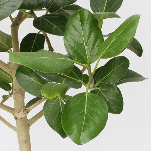【イイハナ】観葉植物「フィカス・ベンガレンシス」8号│法人向けビジネスフラワーギフト