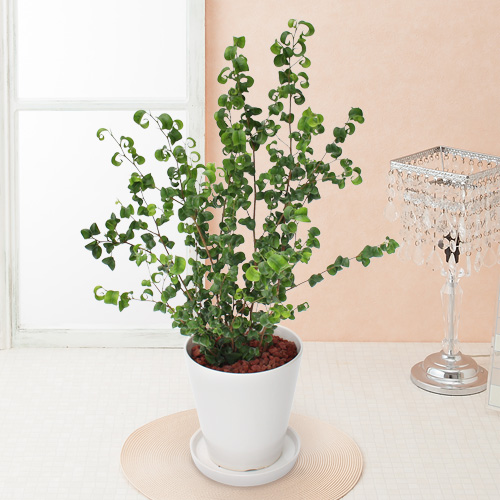 【イイハナ】観葉植物「フィカス・ベンジャミン・バロック」6号│花・フラワーギフト販売・通販