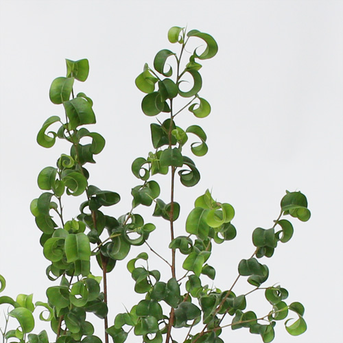 【イイハナ】観葉植物「フィカス・ベンジャミン・バロック」6号│花・フラワーギフト販売・通販