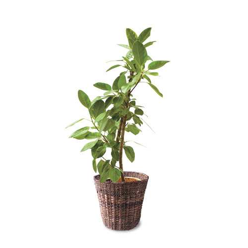 【イイハナ】観葉植物「フィカス・アルテシマ」10号│法人向けビジネスフラワーギフト