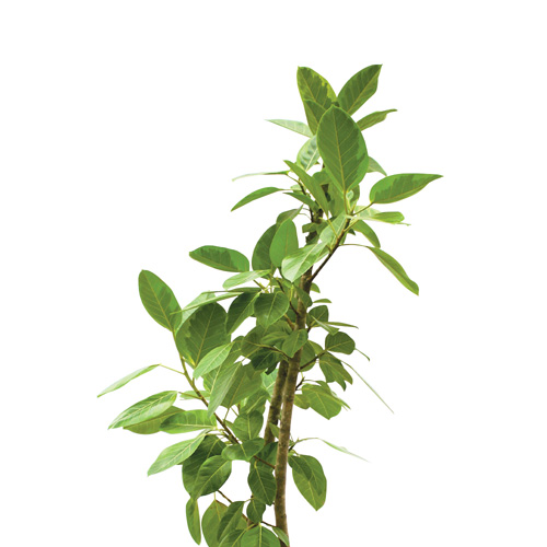 【イイハナ】観葉植物「フィカス・アルテシマ」10号│法人向けビジネスフラワーギフト