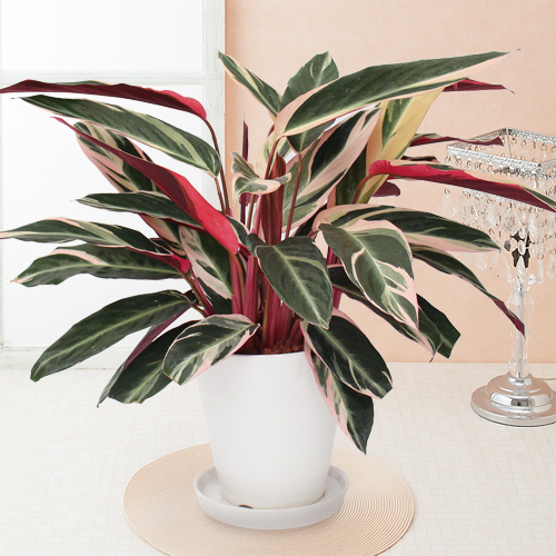 【イイハナ】観葉植物「カラテア・トリオスター」6号│花・フラワーギフト販売・通販