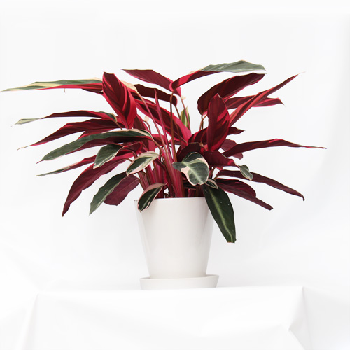 【イイハナ】観葉植物「カラテア・トリオスター」6号│花・フラワーギフト販売・通販