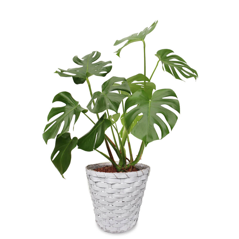 【イイハナ】観葉植物「モンステラ8号　バスケット」│花・フラワーギフト販売・通販