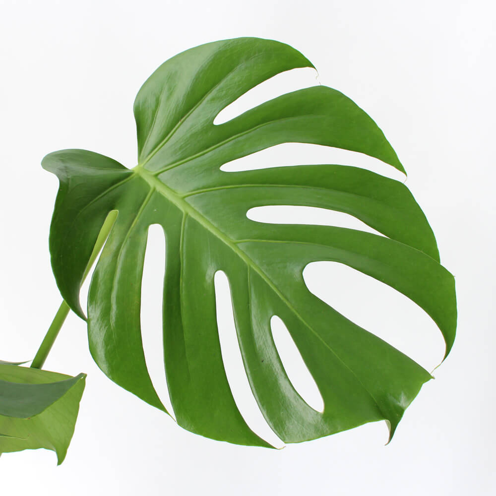 【イイハナ】観葉植物「モンステラ8号　バスケット」│花・フラワーギフト販売・通販