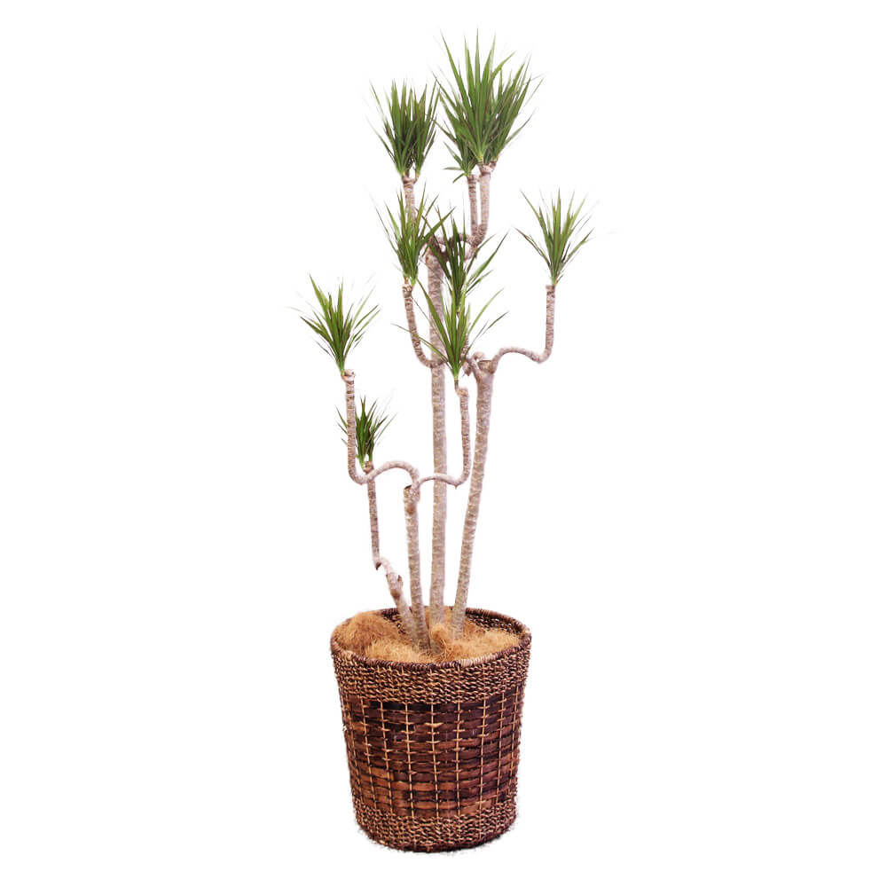 【イイハナ】観葉植物「ドラセナ・コンシンネ10号　バスケット」│花・フラワーギフト販売・通販