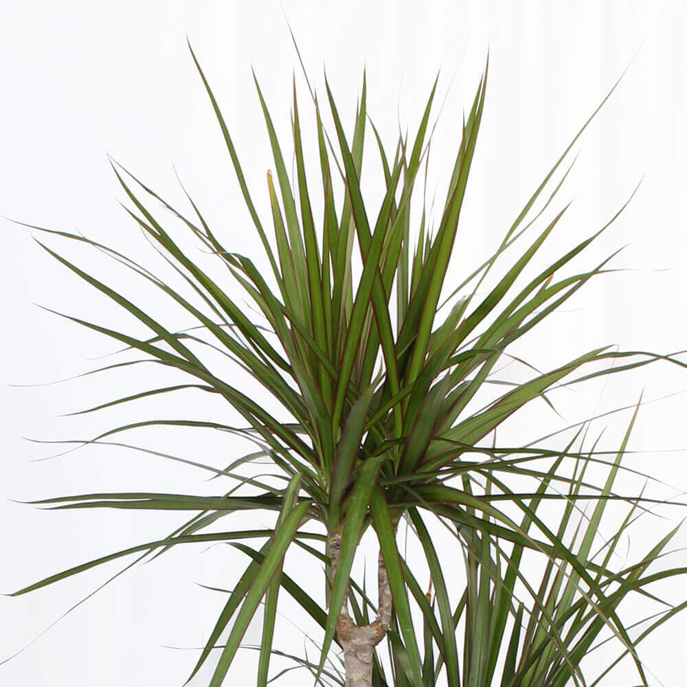 【イイハナ】観葉植物「ドラセナ・コンシンネ10号　バスケット」│花・フラワーギフト販売・通販