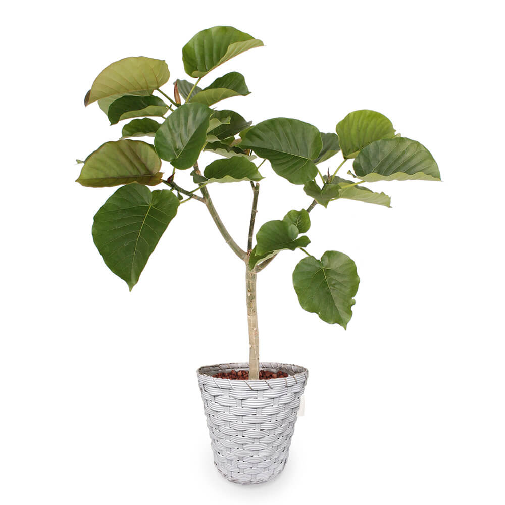 【イイハナ】観葉植物「ウンベラータ8号　バスケット」│花・フラワーギフト販売・通販
