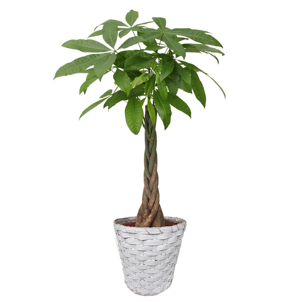 【イイハナ】観葉植物「パキラ8号　バスケット」│花・フラワーギフト販売・通販