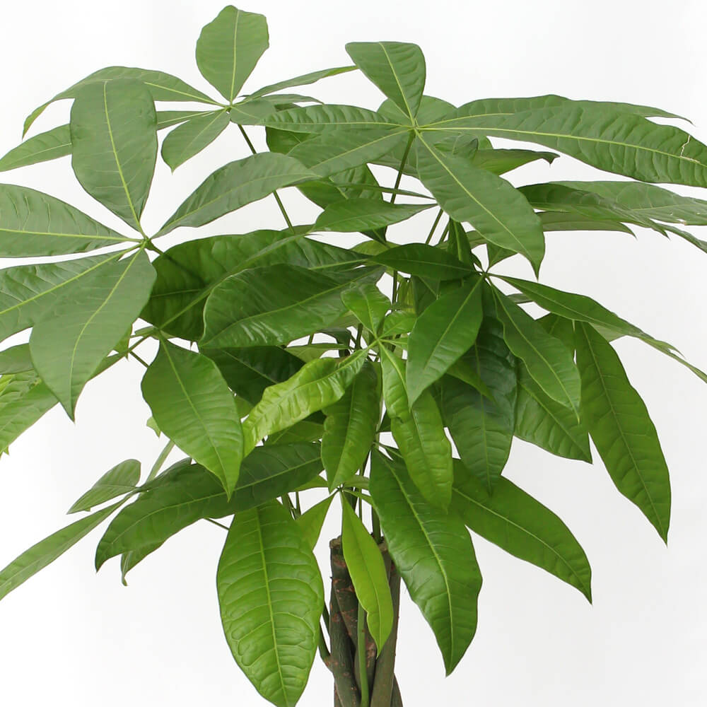 【イイハナ】観葉植物「パキラ8号　バスケット」│花・フラワーギフト販売・通販