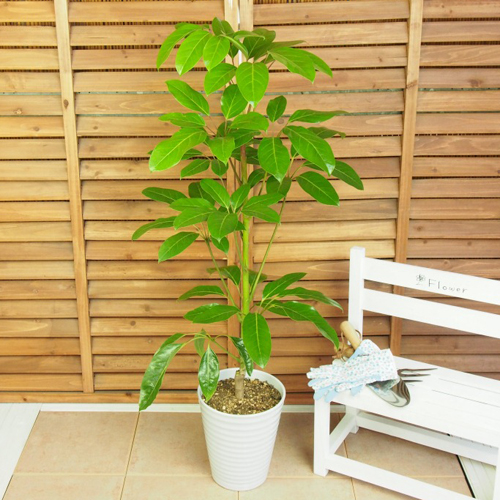 【イイハナ】観葉植物「シェフレラ・アルパイン」7号│花・フラワーギフト販売・通販