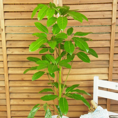 【イイハナ】観葉植物「シェフレラ・アルパイン」7号│花・フラワーギフト販売・通販