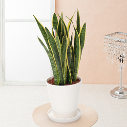 【イイハナ】観葉植物「サンスベリア」6号│花・フラワーギフト販売・通販