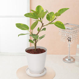 【イイハナ】観葉植物「フィカス・アルテシマ」6号│花・フラワーギフト販売・通販