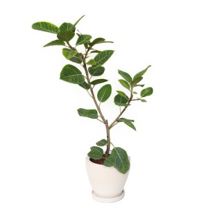 【イイハナ】観葉植物「フィカス・アルテシマ8号　陶器鉢」│花・フラワーギフト販売・通販