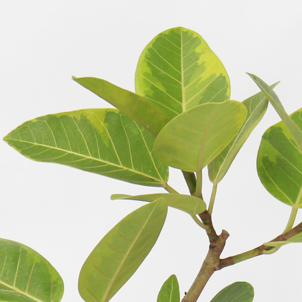 【イイハナ】観葉植物「フィカス・アルテシマ8号　陶器鉢」│花・フラワーギフト販売・通販