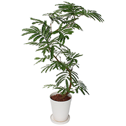 【イイハナ】観葉植物「エバーフレッシュ」7号│花・フラワーギフト販売・通販