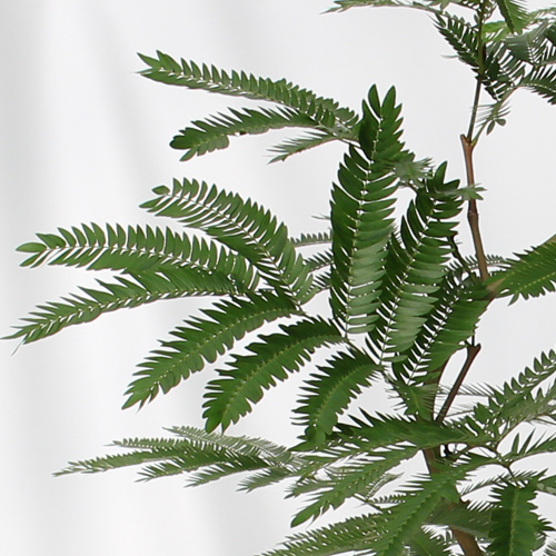 【イイハナ】観葉植物「エバーフレッシュ」7号│花・フラワーギフト販売・通販