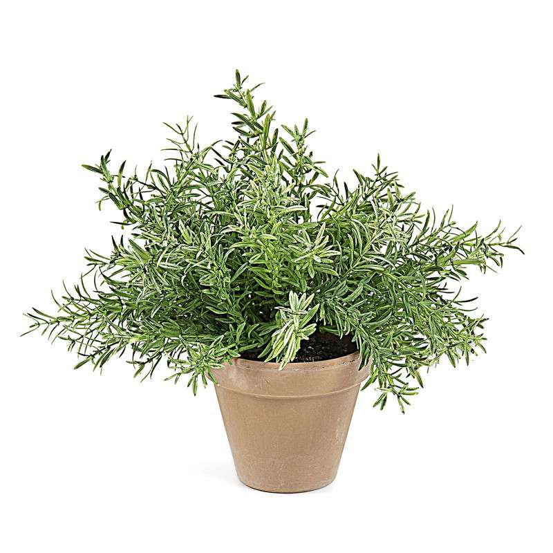 FLOWER Set 12 artificial rosemary in pot | 商品カテゴリー,デコレーション雑貨 | LaForma Japan